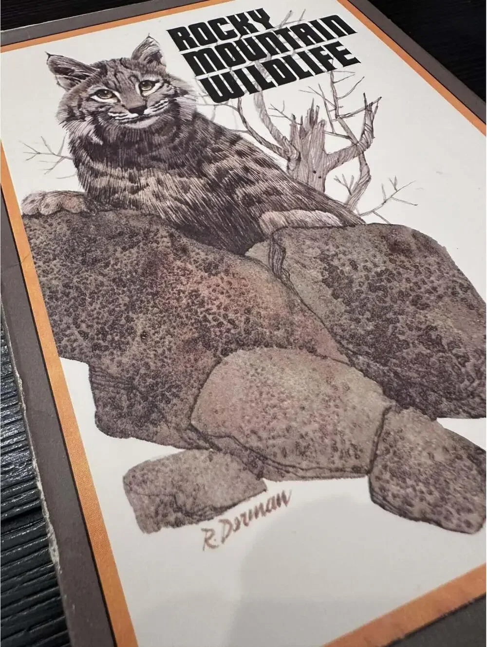 Vintage Rocky Mountain Wildlife Bobcat Note Cards 8 Designs Factory Sealed